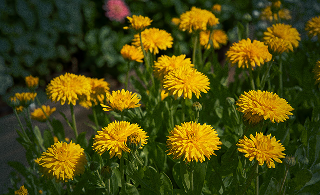 82041 Calendula officinalis 'Porcupine Yellow'